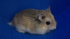 Jak určit podlahový křeček